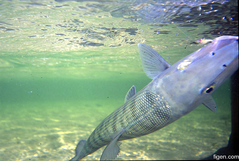 big_010221-mexico-punta_allen-bone_underwater3.jpg