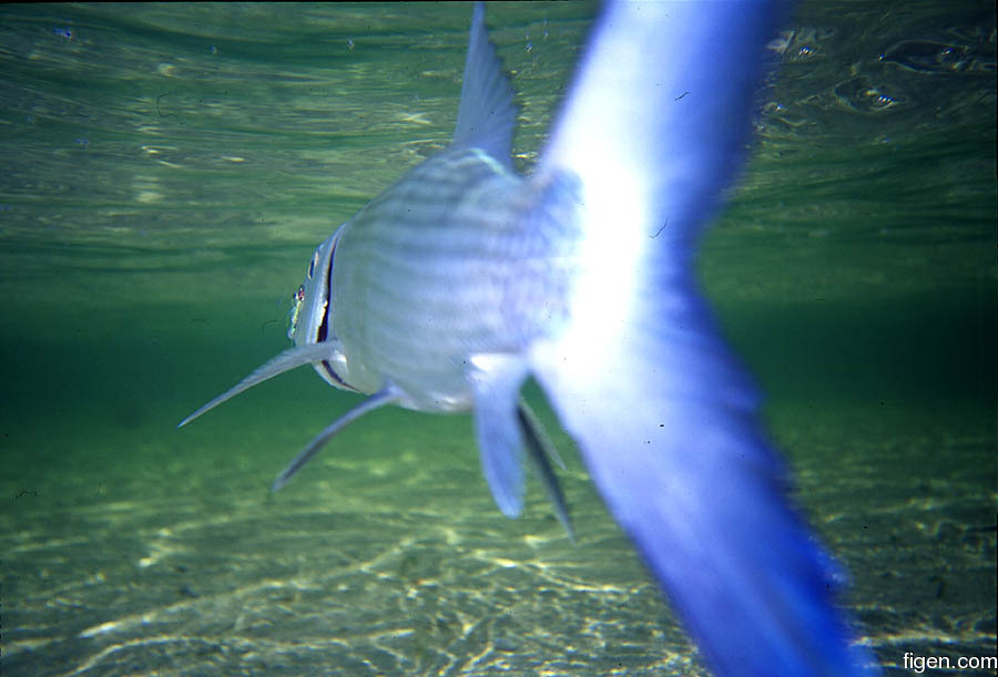 big_010222-mexico-punta_allen-bone_underwater.jpg