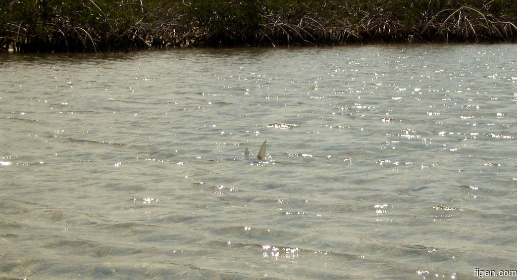 big_040507-Bahamas-Abaco-Bonefish-tailing.jpg