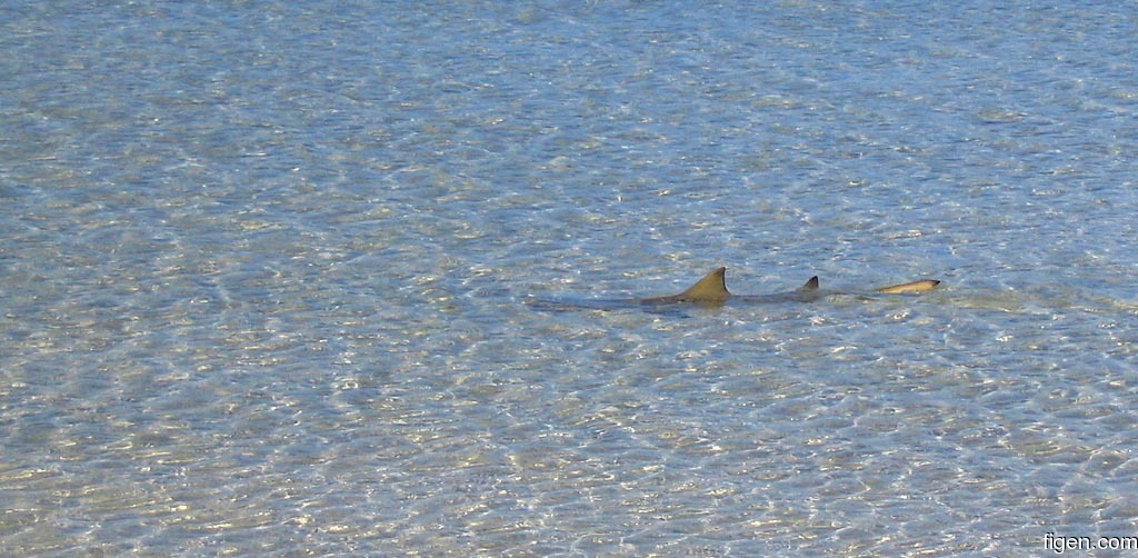 big_040507-Bahamas-Abaco-Lemon-shark.jpg