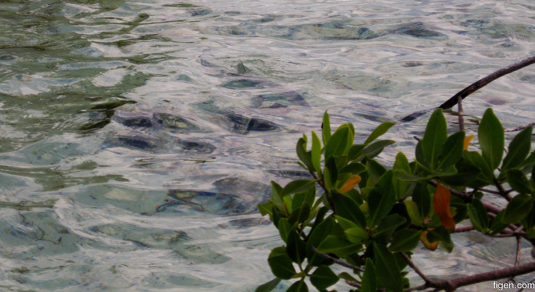 big_071109-Abaco-dumpa-mangroves2.jpg