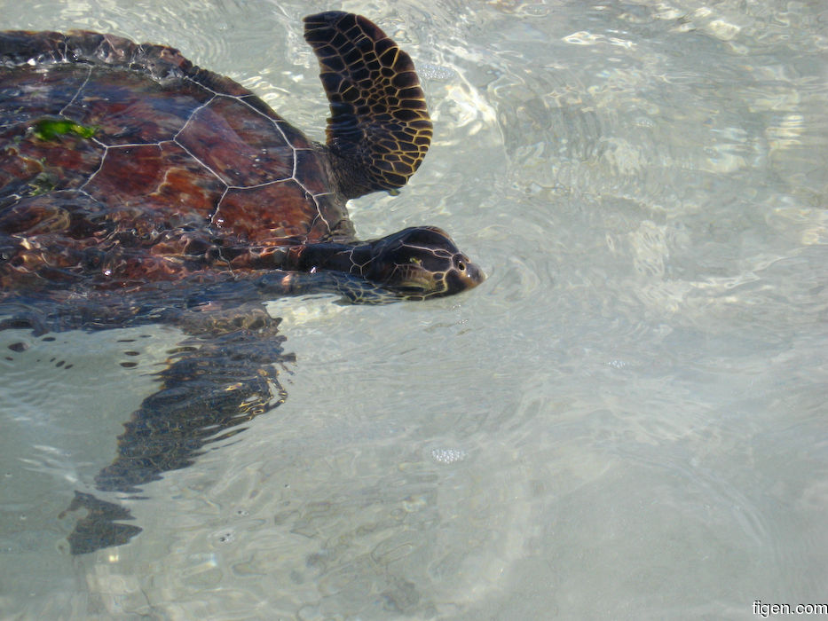 big_080220-bahamas-abaco-dumpa-turtle.jpg