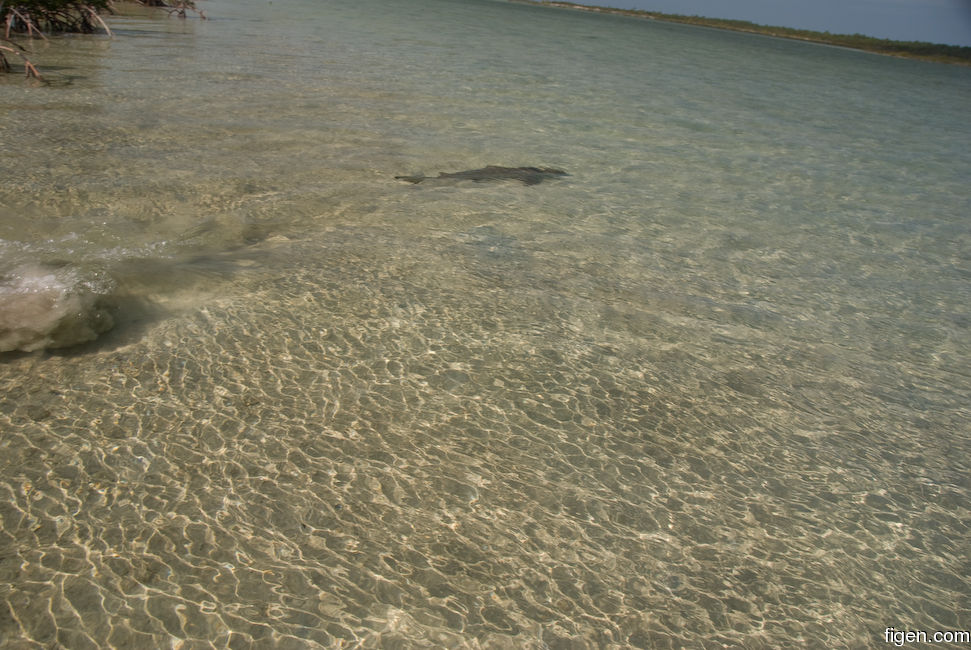 big_081130-bahamas-abaco-shark2.jpg