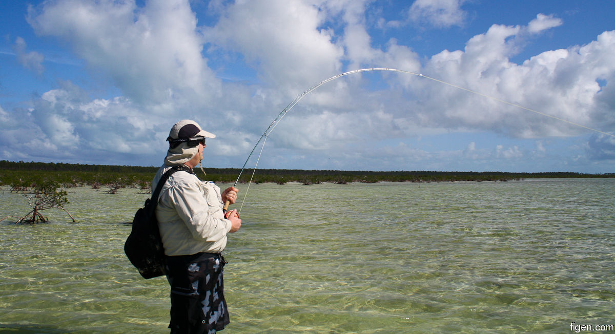 big_111211-bahamas-abaco-fig-LJ.jpg