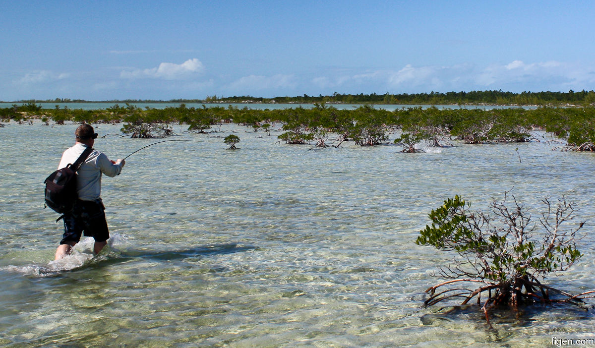 big_111212-bahamas-abaco-mangrove3-LJ.jpg