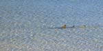 big_040507-Bahamas-Abaco-Lemon-shark.html