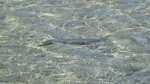 big_060121-Bahamas-Abaco-crusing-bonefish.html