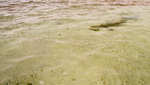 big_070220-Abaco-Sandbank-sharks3.html