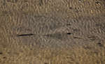 big_071116-Abaco-dumpa-stingray-mud4.html