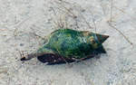en_big_080217-bahamas-abaco-purka-snail.html