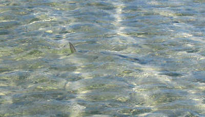 big_060121-Bahamas-Abaco-tailing-bonefish.html