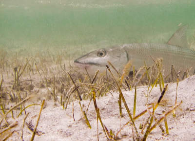 en_big_061127-Bahamas-Abaco-Figen-bone-underwater3-CJ.html