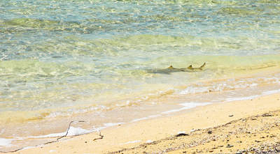 big_070217-Abaco-shoreline-shark.html