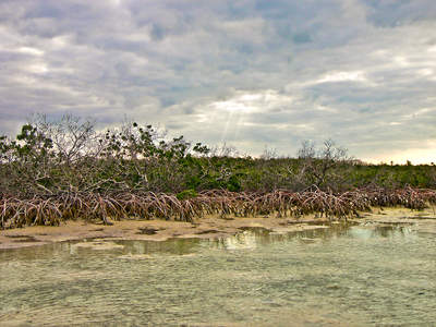 big_070219-Abaco-sunray-mangrove.html
