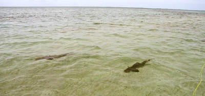 big_070220-Abaco-Sandbank-sharks.html