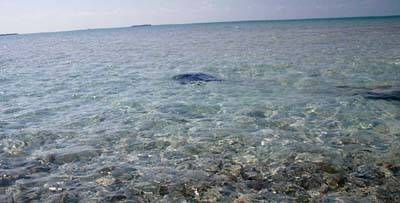 big_070222-Bahamas-Abaco-stingray2-AF.html