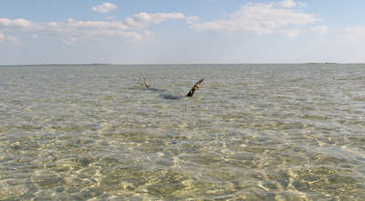 big_071105-Abaco-Purka-stick.html