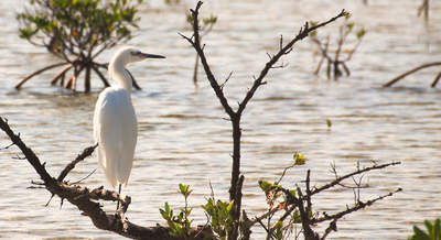 big_071107-Abaco-Purka-fugl.html