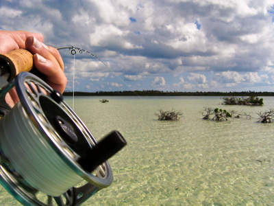 big_071109-Abaco-dumpa-mangroves.html