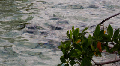 big_071109-Abaco-dumpa-mangroves2.html