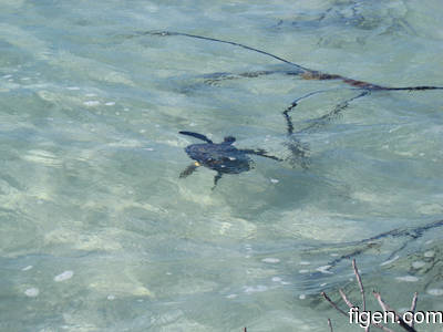 big_080218-bahamas-abaco-Dumpa-turtle.html