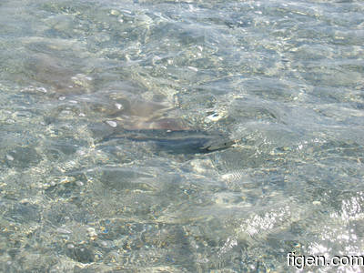 big_080220-bahamas-abaco-dumpa-fishon4.html