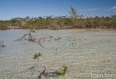 en_big_081129-bahamas-abaco-flat3-mangrove-school3.html