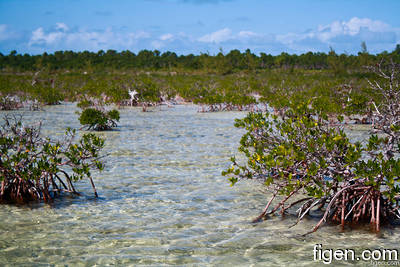 big_111212-bahamas-abaco-mangrove-LJ.html