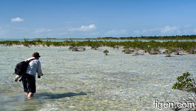 big_111212-bahamas-abaco-mangrove2-LJ.html