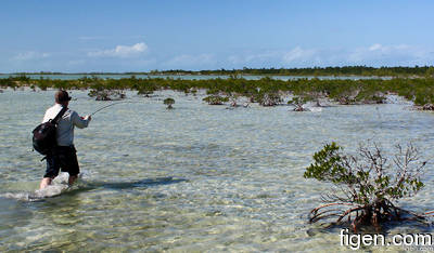 big_111212-bahamas-abaco-mangrove3-LJ.html