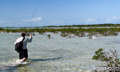 big_111212-bahamas-abaco-mangrove4-LJ.html