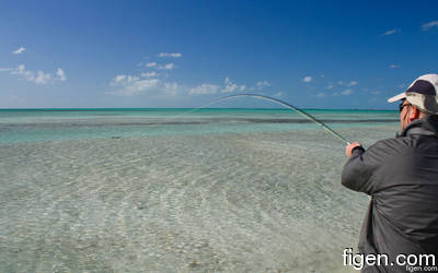 big_111214-bahamas-abaco-shark2-LJ.html