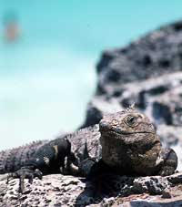 big_990403-mexico-tulum-iguana.html