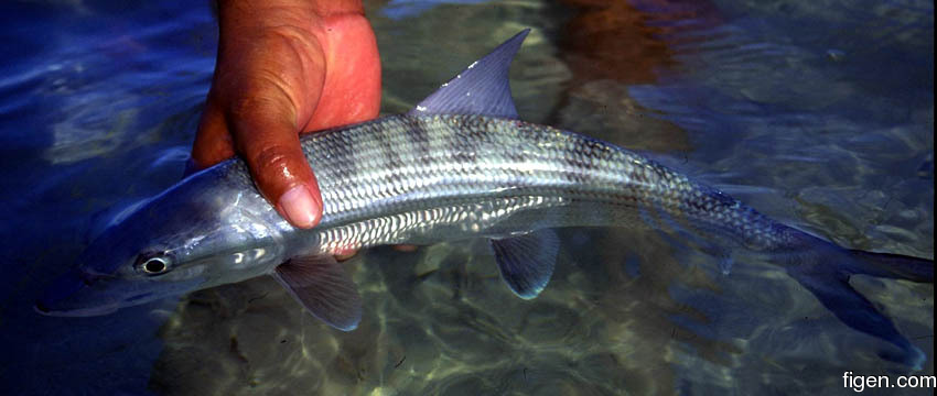 big_010220-mexico-punta_allen-bone_in_water2.jpg