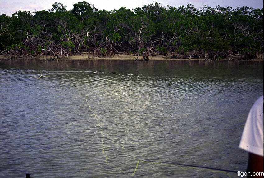 big_010220-mexico-punta_allen-willy_casting.jpg